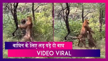 Tigers Fight Over A Tigress: बाघिन के लिए लड़ पड़े दो बाघ, Video Viral